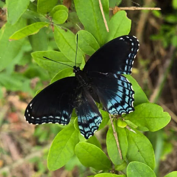 Blue and black butterfly resting on green leaves