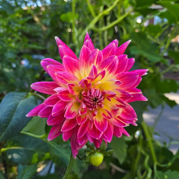 Pink and yellow dahlia in full bloom