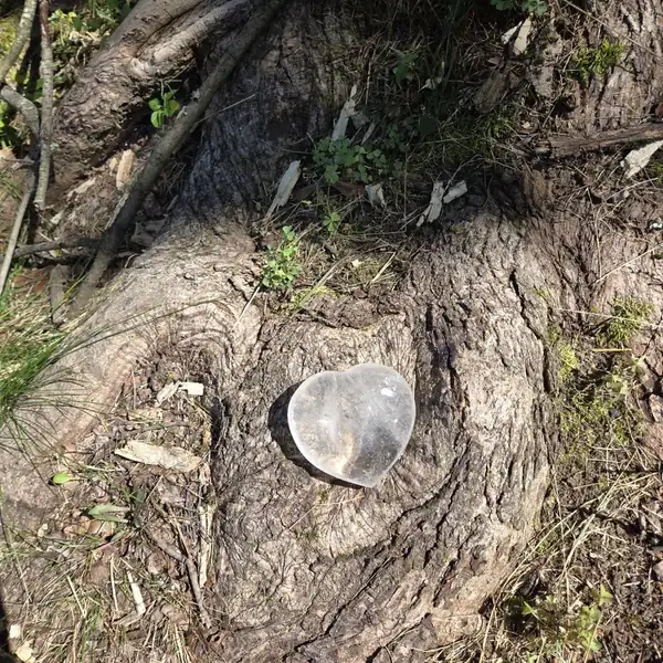 Glass heart resting among tree roots